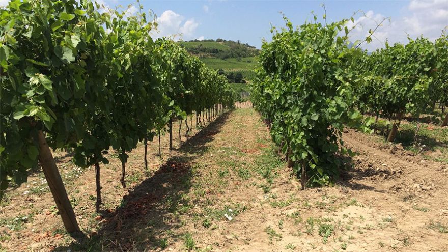 Schenk Italian Wineries